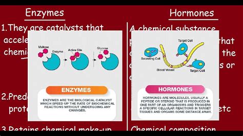 Enzymes And Hormones Quick Differences Comparisons YouTube