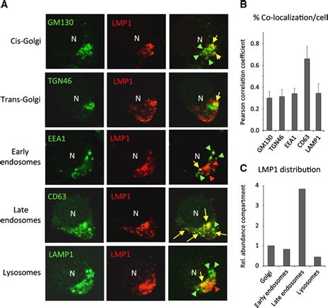 Lmp Association With Cd In Endosomes And Secretion Via Exosomes