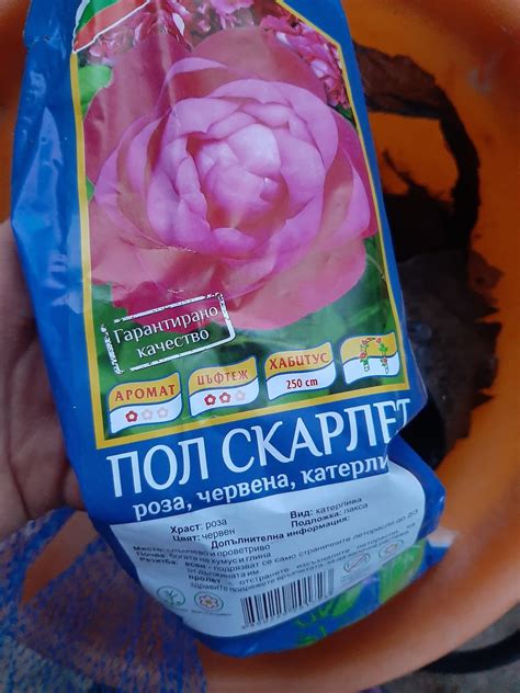 Есенно засаждане на рози
