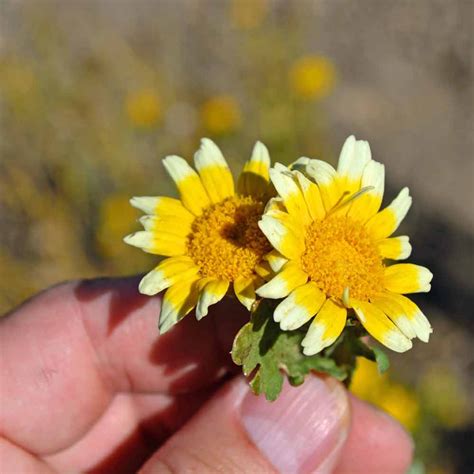 Edible Chrysanthemum Heirloom Seeds Terroir Seeds