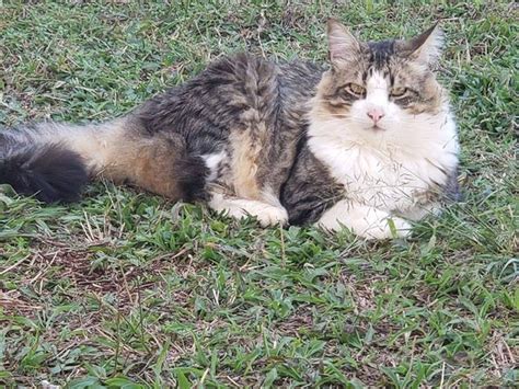 Gato desapareceu no Bairro São Cristóvão CGN O maior portal de