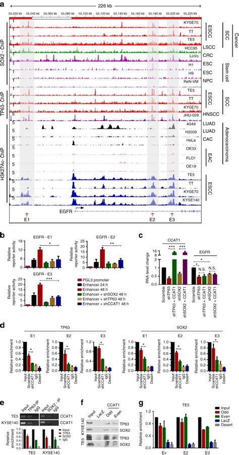 Co Activation Of Super Enhancer Driven Ccat1 By Tp63 And Sox2 Promotes