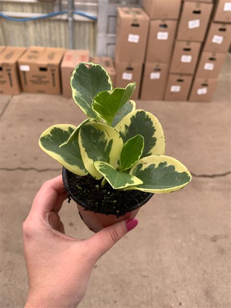 Pep Var Upright Can Tri State Foliage In House Availability