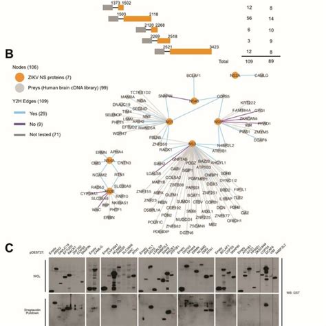 Yeast Two Hybrid Pin A Schematic Representation Of The Zika Virus