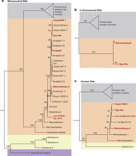 Phylogenetic Relationships Of Late Neanderthals A Bayesian