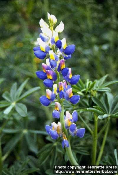 Люпин изменчивый Lupinus mutabilis