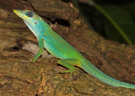 Anolis - Alchetron, The Free Social Encyclopedia