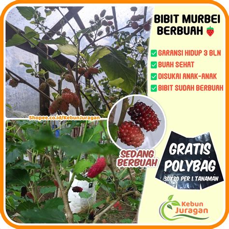 Jual Bibit Murbei Sedang Berbuah Siap Tanam Garansi Tanaman Buah Hias