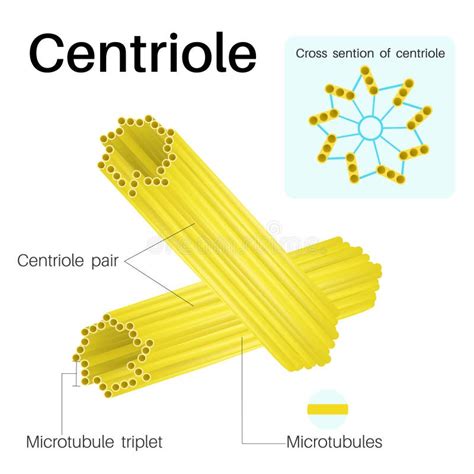 Anatomy Of Centrioles Centrioles Are Cylindrical Organelles Stock