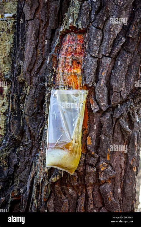 Resin Extraction Of Pine Tree Greece Stock Photo Alamy