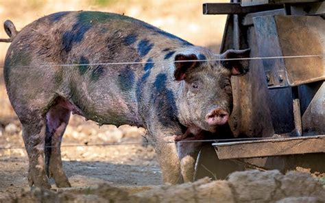 Como Criar Porco Caipira Revista Globo Rural Como Criar