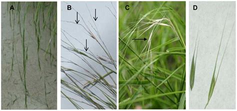 Panicle shattering habit and awn length variations observed in ...