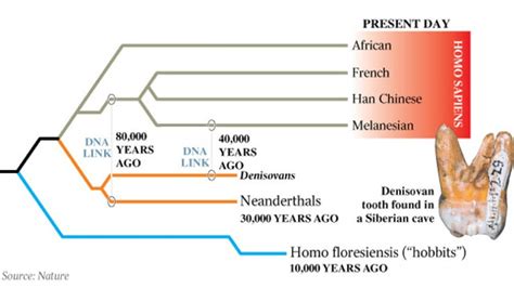 Ancient Dna And Neanderthals