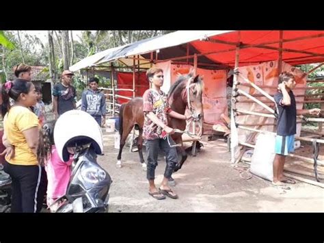 Kandang Kuda Pacuan Kuda Mau Ke Lapangan Youtube