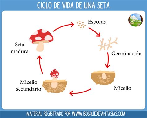 Fichas Con Los Ciclos De Vida De Los Seres Vivos Para Primaria