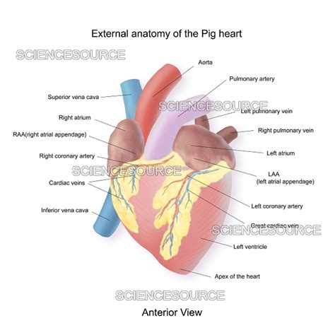 Pig Heart, Exterior Anatomy | Stock Image - Science Source Images