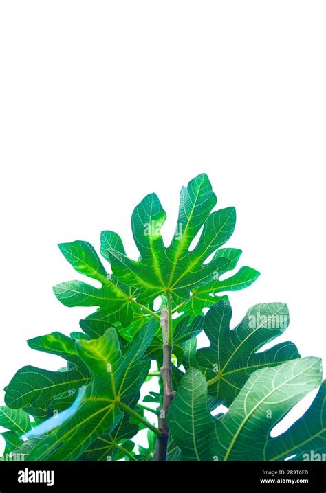 Fig Tree Leaves Isolated On Pale White Sky Background Stock Photo Alamy