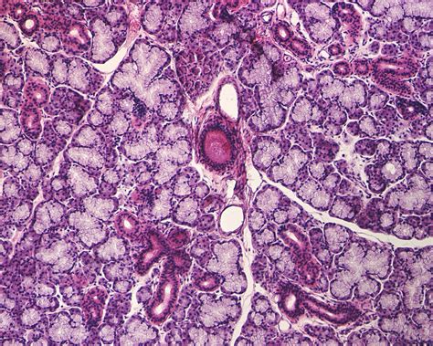 Submandibular Salivary Gland Tissue Acheter Une Photo