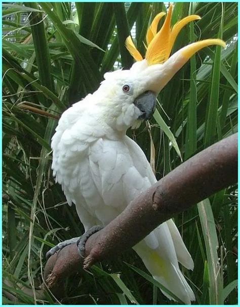 Burung Kakak Tua Merah Deirdre Churchill