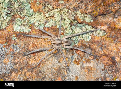 Largest Arachnid Species