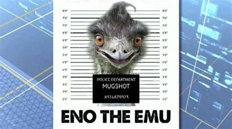 How odd! Large pet emu runs loose through the streets south of Boston, Massachusetts | Fox News