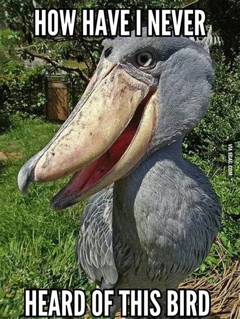 This Bird Is Real The Shoebill Gag