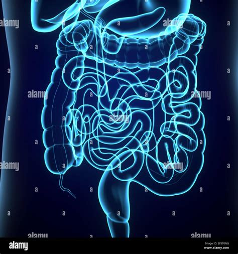 Anatomía del sistema digestivo humano 3D ilustración que muestra el