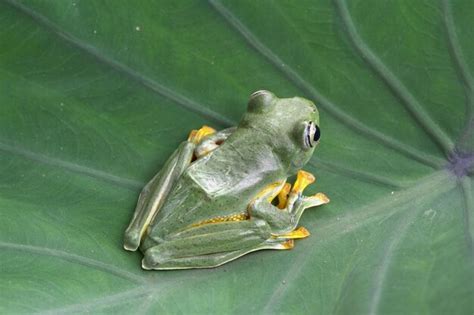 Premium Photo Close Up Of Frog On Green Leaves