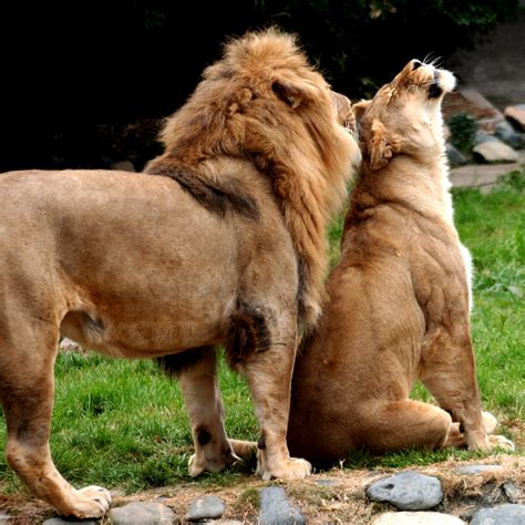 File:Lions in love.JPG - Wikimedia Commons