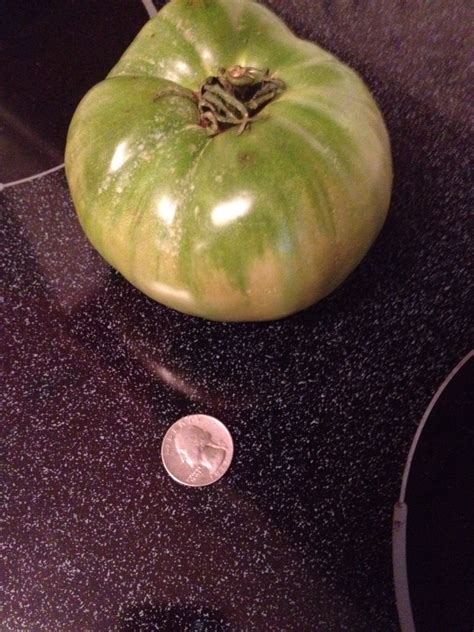 Now Thats A Big Green Mater Big Green Green Fruit