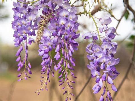 Tips Information About Wisteria Gardening Know How