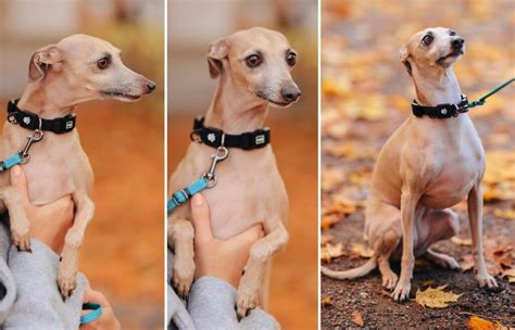 13 Beautiful Italian Dog Breeds Youll Fall In Love With