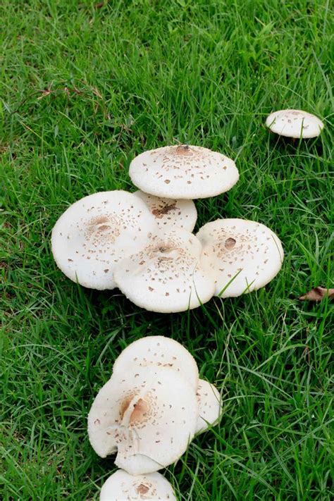 21 Tips To Get Rid Of Mushrooms In Lawn