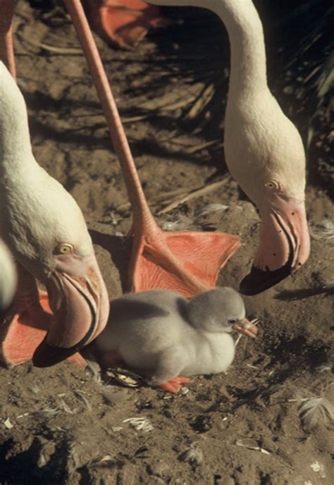 Nacen Cuatro Polluelos De Flamenco Rosa En Bioparc Fuengirola Que