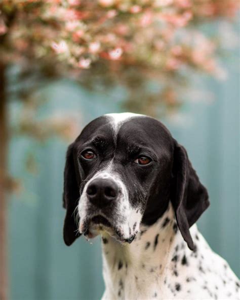interesting facts  english pointer  dogman