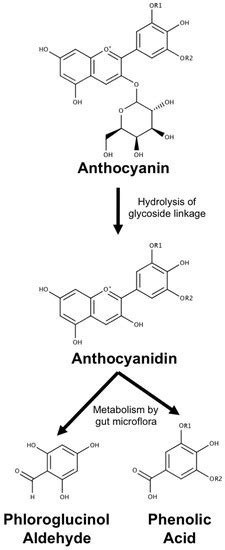 Antioxidants Free Full Text Anthocyanins And Their Metabolites As