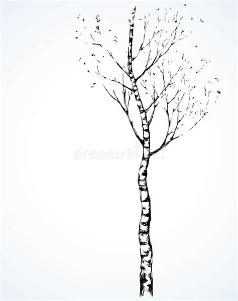 Birch Vector Drawing Stock Vector Illustration Of Line 93411845