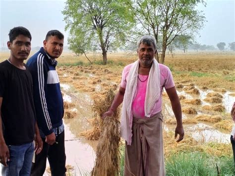 Damage To The Crops Cut And Standing In The Fields Damage To Crops Due