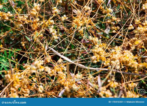 Cuscuta The Parasite Dodder In The Desert Stock Photo Cartoondealer