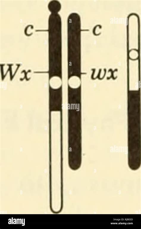 Crossover chromosomes hi-res stock photography and images - Alamy