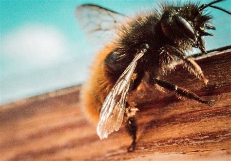 Do Bees Hibernate Beekeeping 101