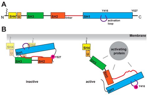 Ijms Free Full Text New Structural Perspectives In G Protein