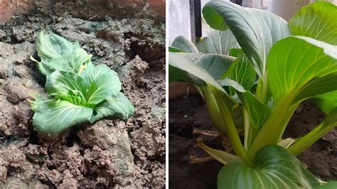 Five Simple Steps To Grow Bok Choy At Home Telegraph India