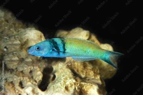 Bluehead Wrasse Thalassoma Bifasciatum Complete Care Guide Reeflings