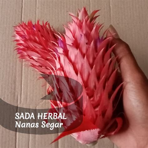 Jual Jual Buah Nanas Merah Sabrang Segar Per Buah Shopee Indonesia