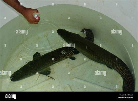 Sampling Of Fish Paiche Fish Farming Project In Puerto Pizarro