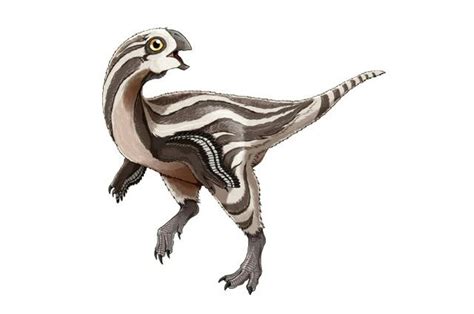 Curiosa Specie Di Dinosauro Scoperta In Mongolia Il Gobiraptor Minutus