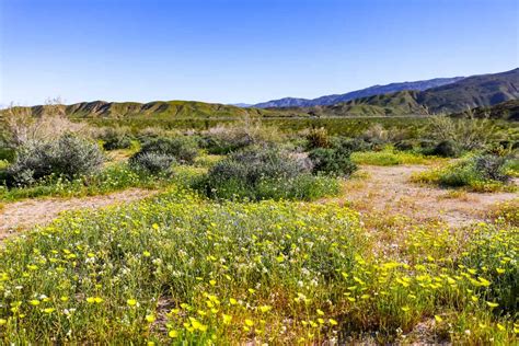 Anza-Borrego Desert State Park Wildflowers Bloom 2021 Guide