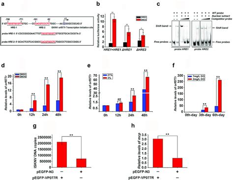 ISKNV HRE Regulated Genes Respond To HIF Pathway A Potential HIF