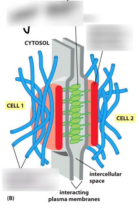 Desmosomes Diagram | Quizlet